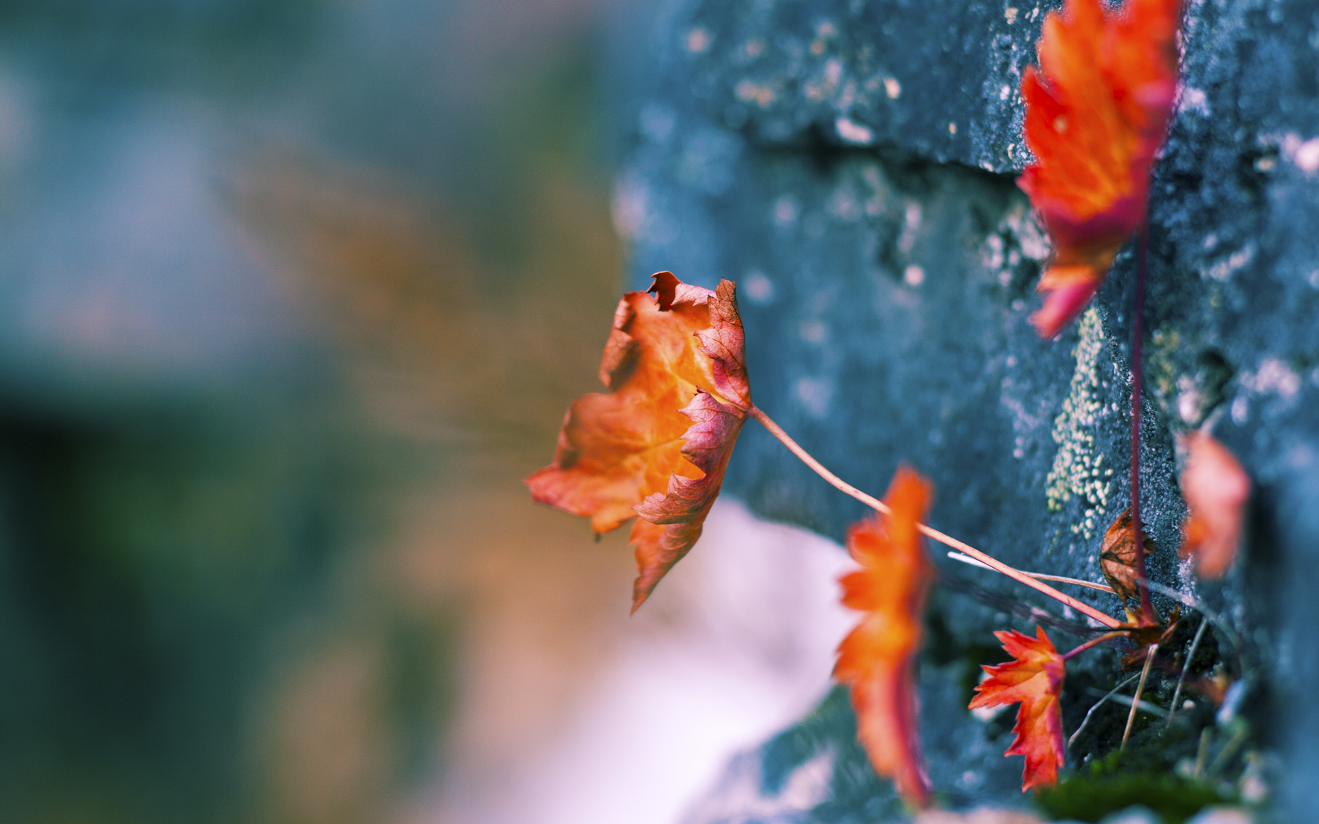 “中超豪门引援策略升级，目标直指联赛冠军”，中超豪车