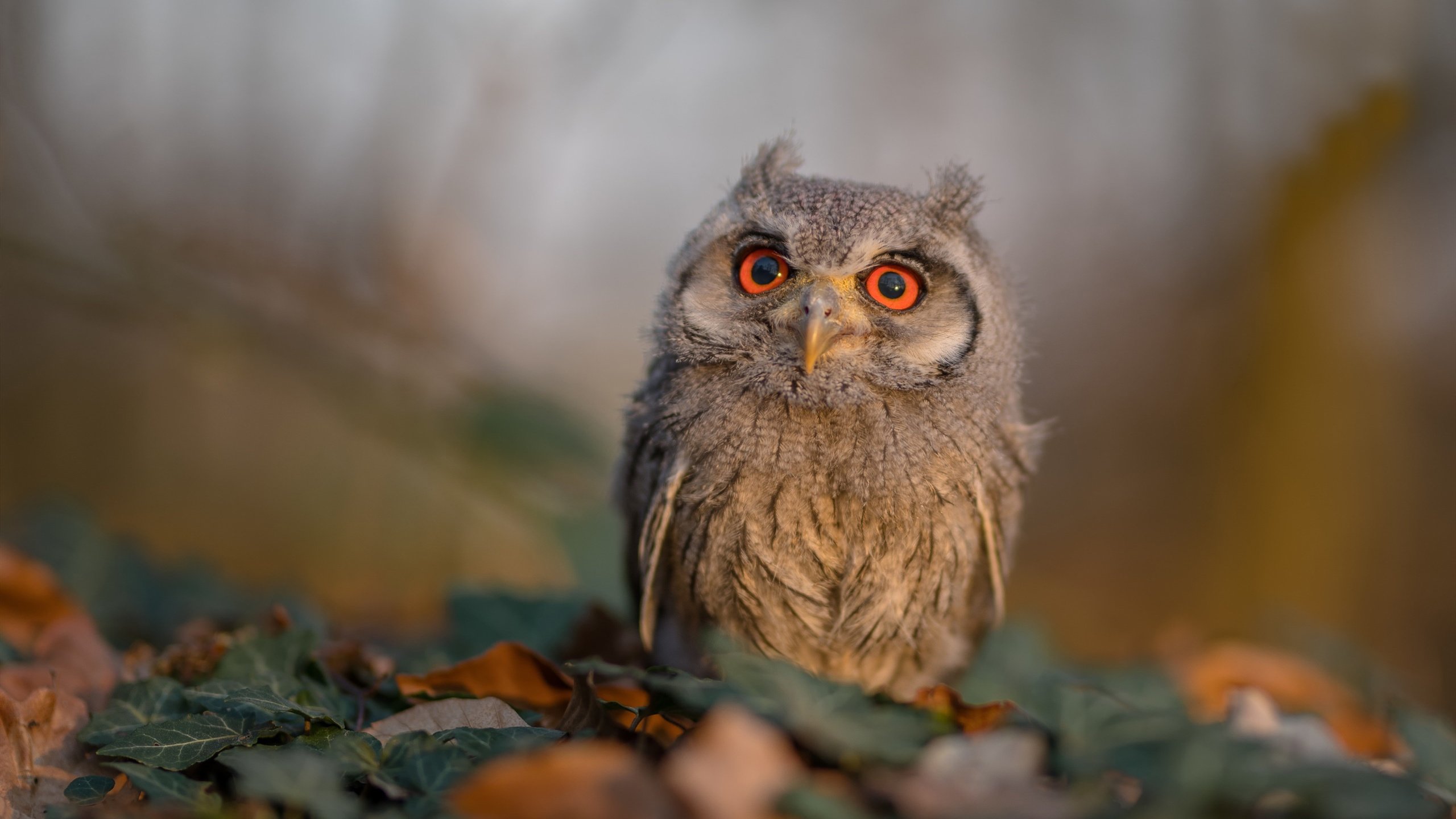 “中超豪门引援策略升级，目标直指联赛冠军”，中超豪车