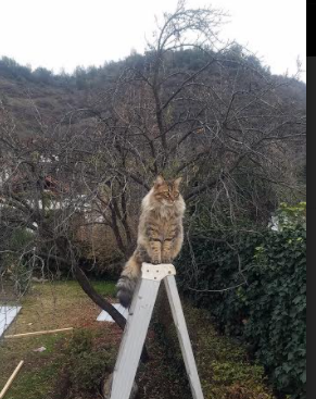 “中超豪门引援策略升级，目标直指联赛冠军”，中超豪车