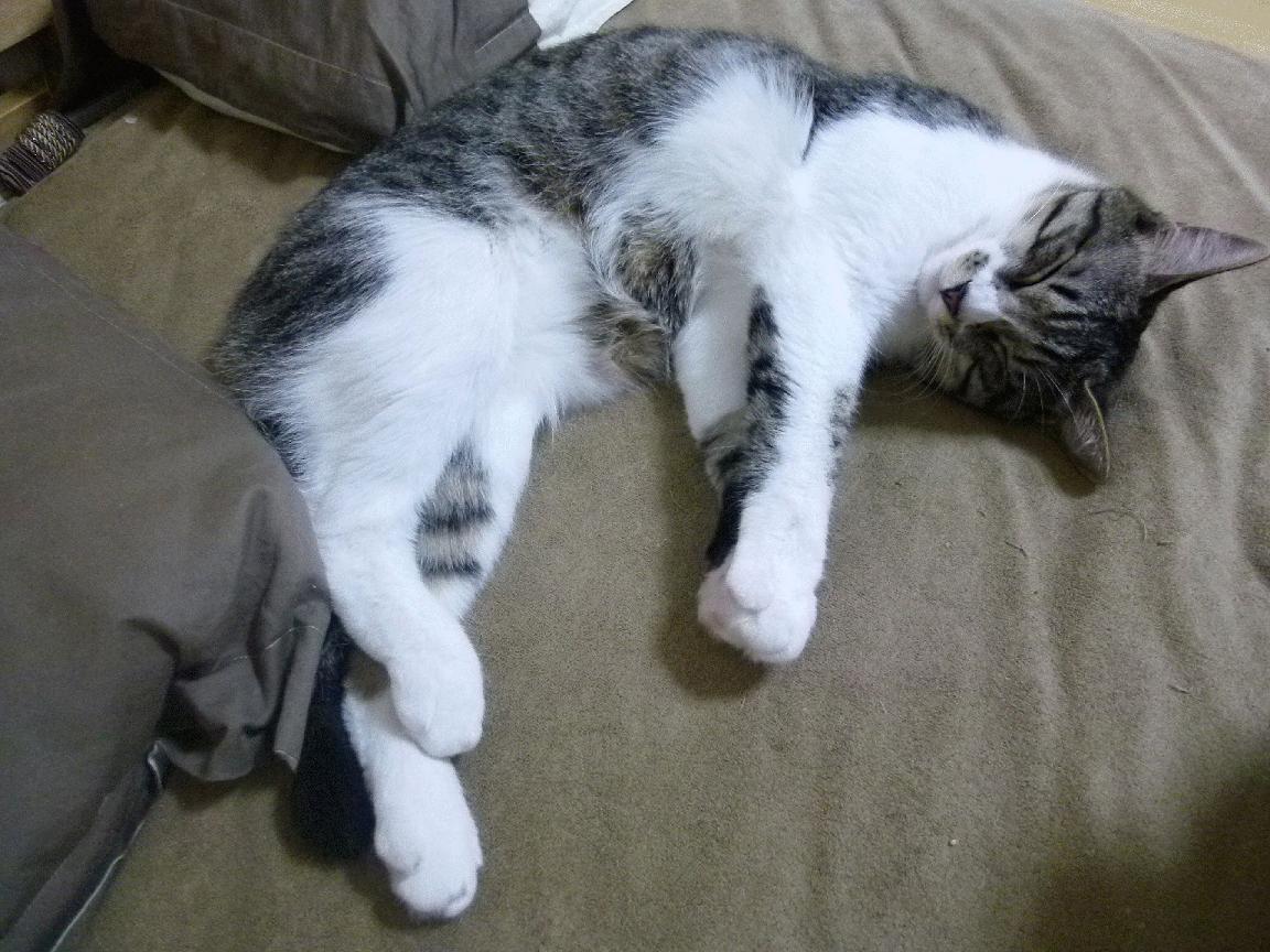 “强强对决”——车队之间的精彩拉锯战，《强强对决》