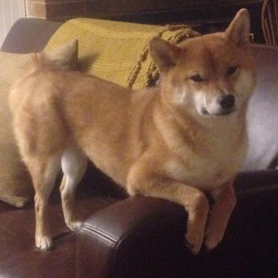 【战术调整】水手队如何应对连败的压力,水手水手