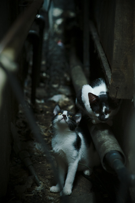 与国际瑜伽大师合作，举办大师班，国际瑜伽大师有哪些