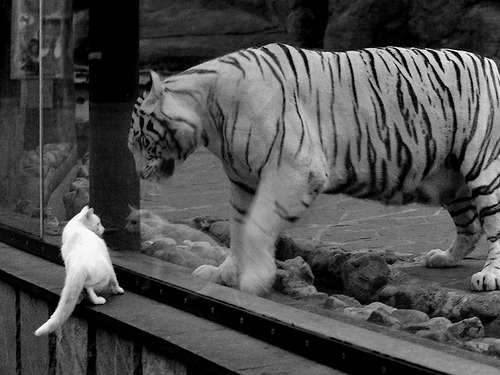 与国际瑜伽大师合作，举办大师班，国际瑜伽大师有哪些