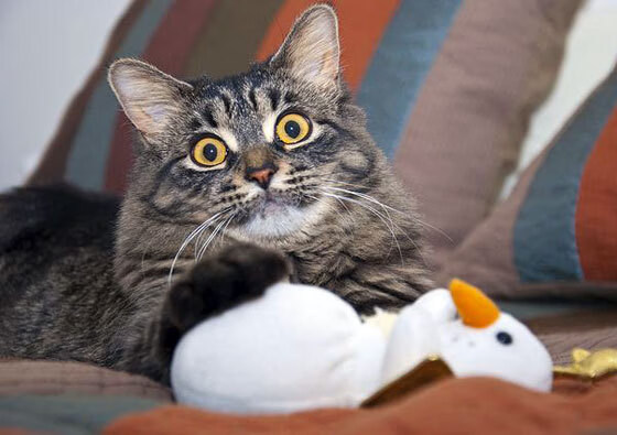 “中国足球青训基地获得国际认证”,中国足球俱乐部青训