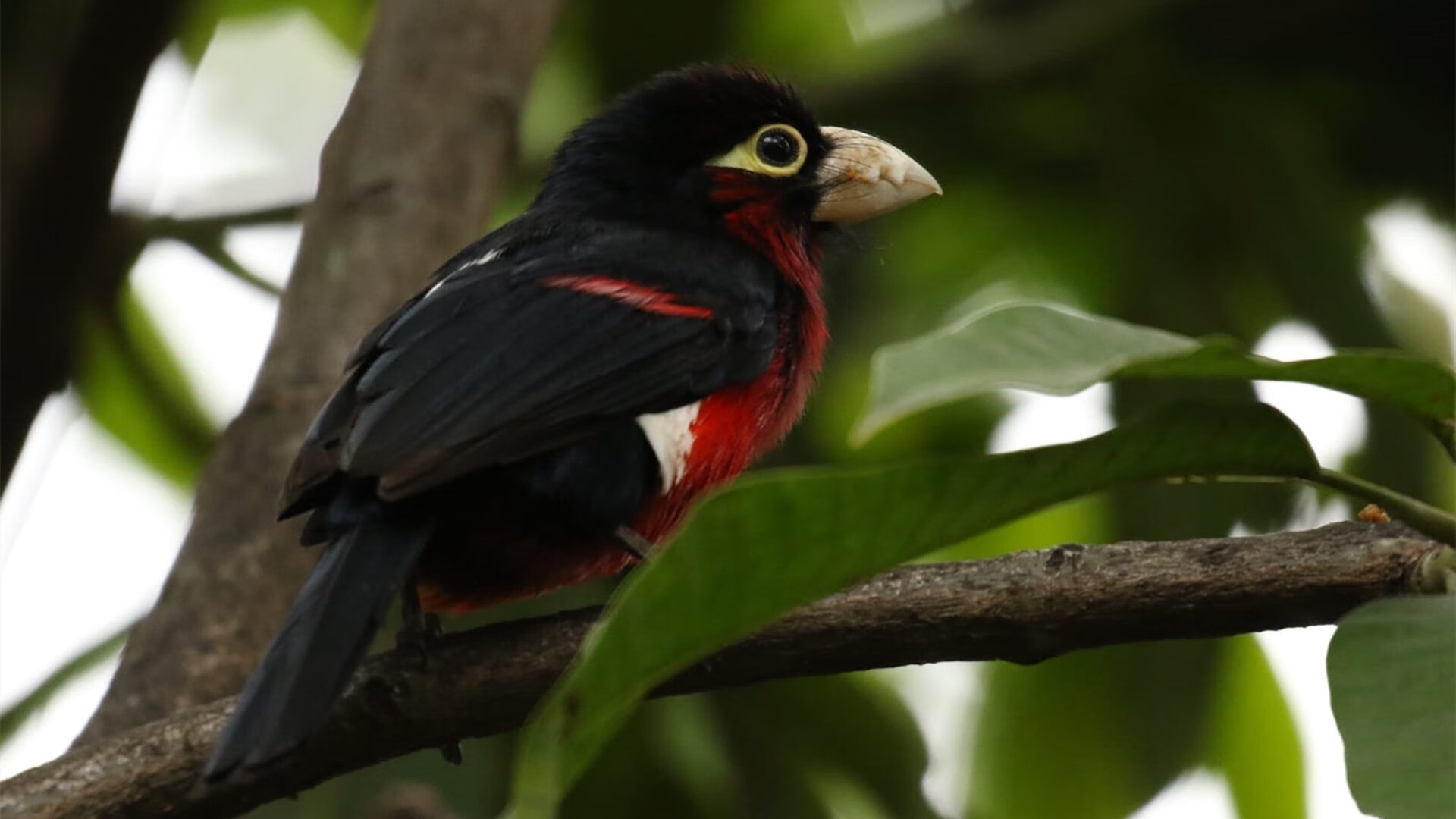 “球场花絮：明星私下趣味趣事大公开”，明星踢球