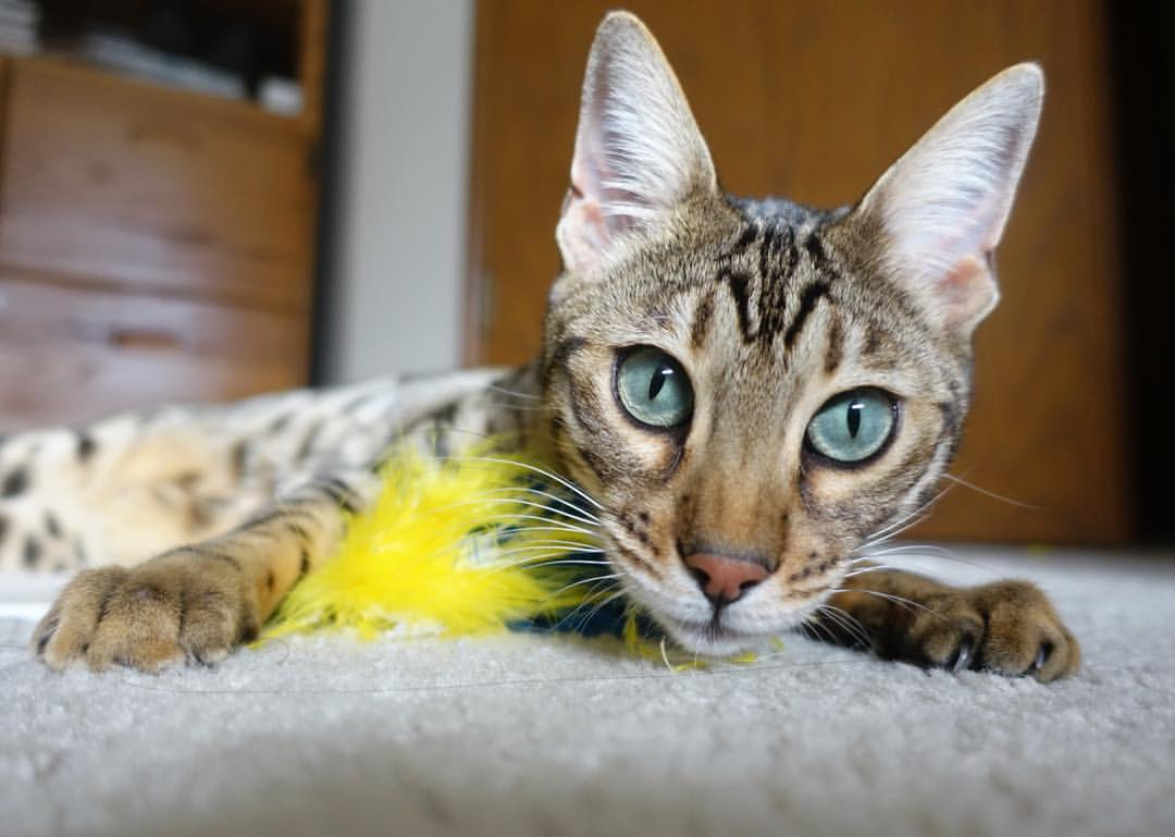 中国足球场馆智能安检系统实现全覆盖，保障赛事安全，足球比赛场馆