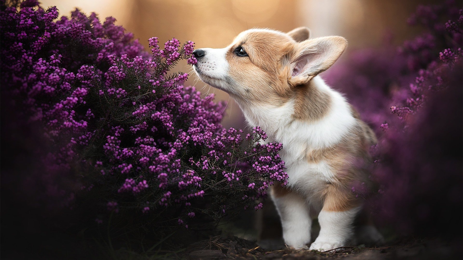 国际知名教练助力中国篮球战术体系创新，著名篮球教练