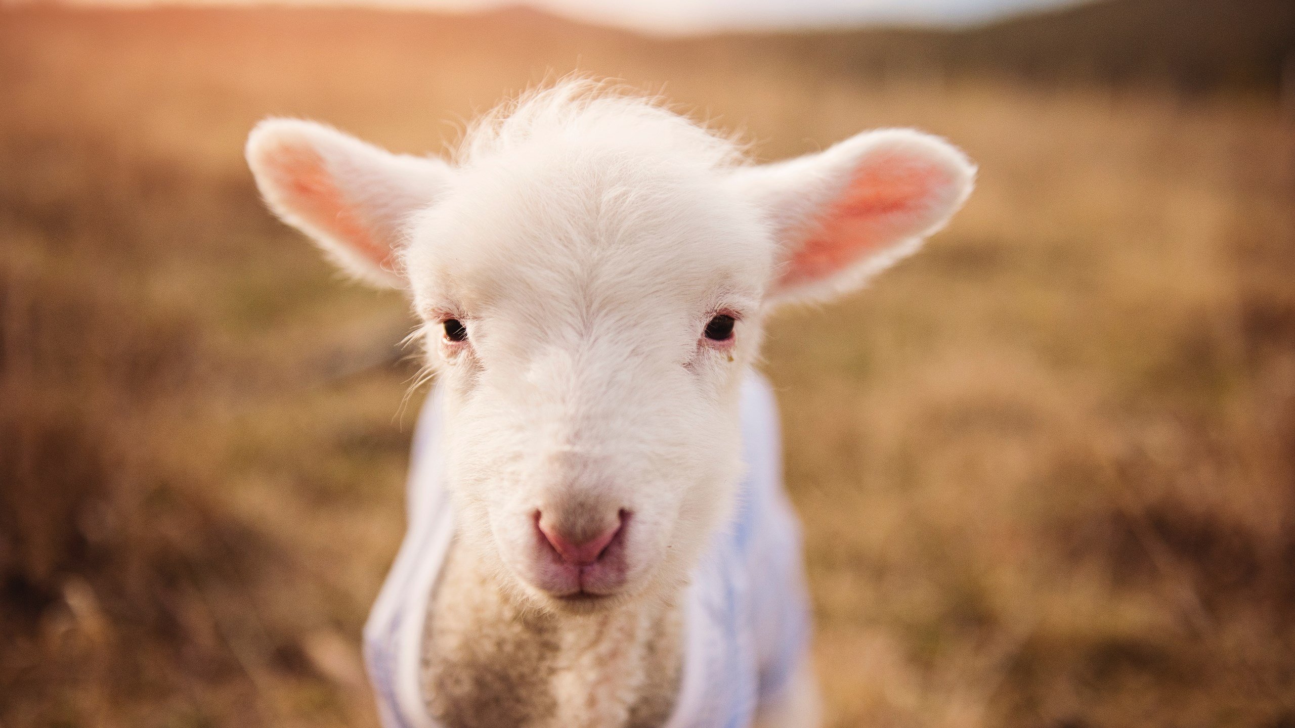 城市马拉松挑战赛,跑出你的极限,城市马拉松举办条件